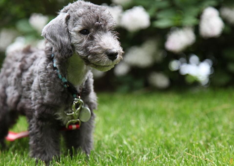 #65. Bedlington terrier